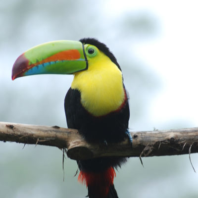   TI5A CQ WW DX CW Contest 2009 DX 